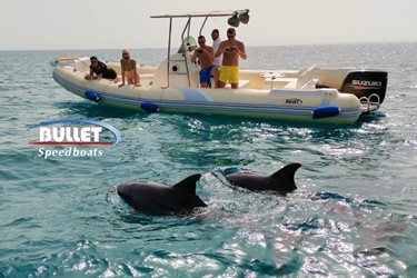 Swim with Dolphins in Hurghada: Unforgettable Adventures